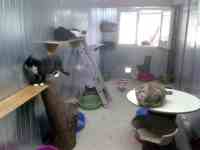 Intérieur du box commun chats